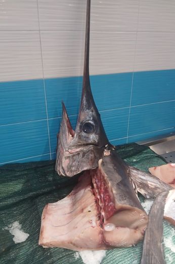 Pesce spada tagliato su telo verde e ghiaccio