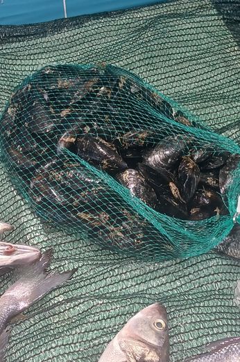 Frutti di mare a Messina freschissimi: cozze nere selezionate della Pescheria Morello