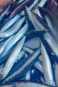 Pesce azzurro fresco a Messina esposto sul banco ghiaccio quotidiano