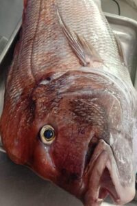 Selezione di pesce fresco a Messina di lenza alla Pescheria Morello