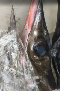 Dettaglio della freschezza del pescato del pesce spada del giorno a Messina da Morello