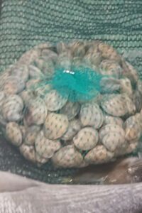 Frutti di mare a Messina e seppioline fresche per fantastici sughi pronti