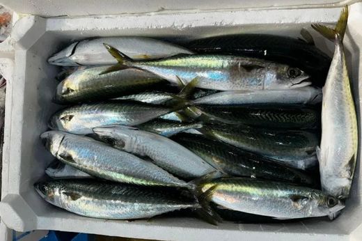 Pesce fresco a Messina pronto per essere venduto al banco di Pescheria Morello